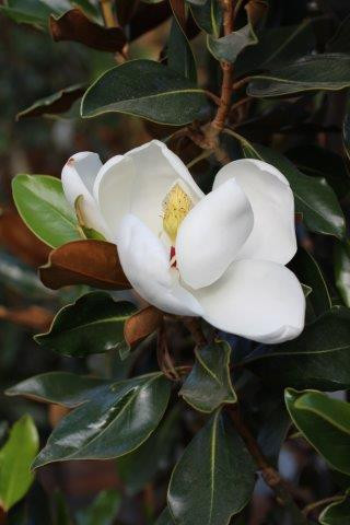 Magnolia grandiflora 'Little Gem' flower