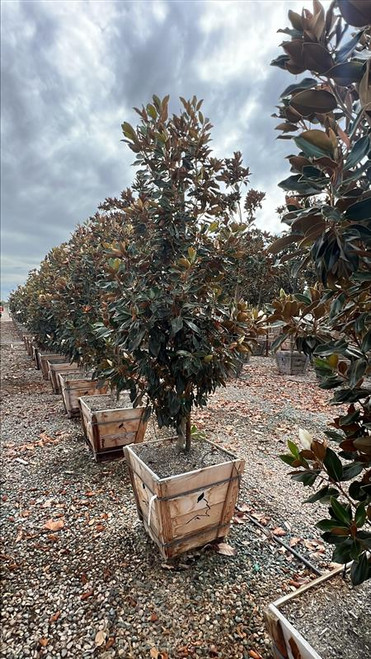 Magnolia grandiflora 'Little Gem' 24" box