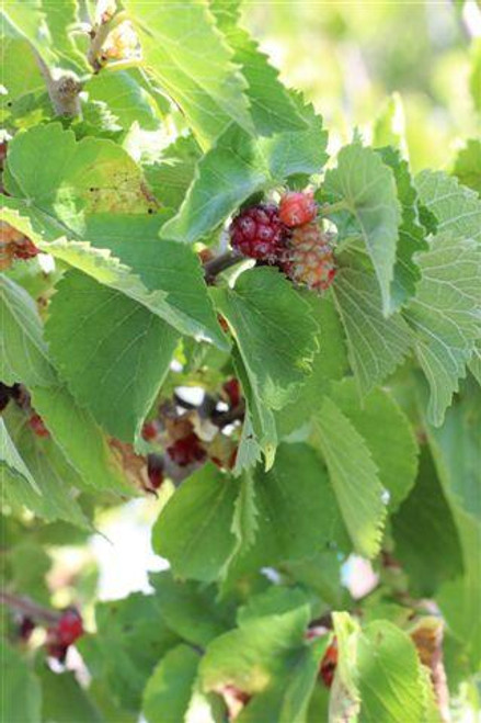 Mulberry 'Pakistan' Fruiting Mulberry