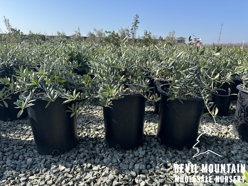 Olea europaea Little Ollie® 5 gal