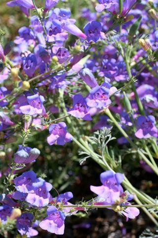 Penstemon heterophyllus 'Margarita BOP' flower