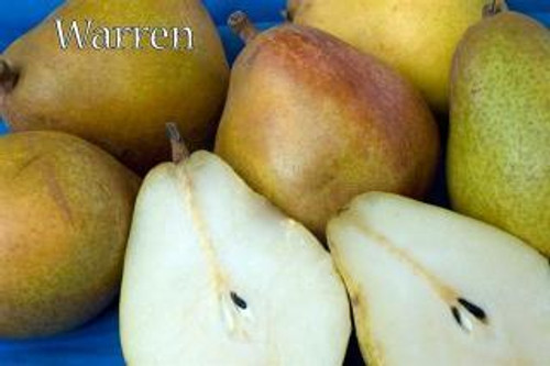 Pear 'Warren'