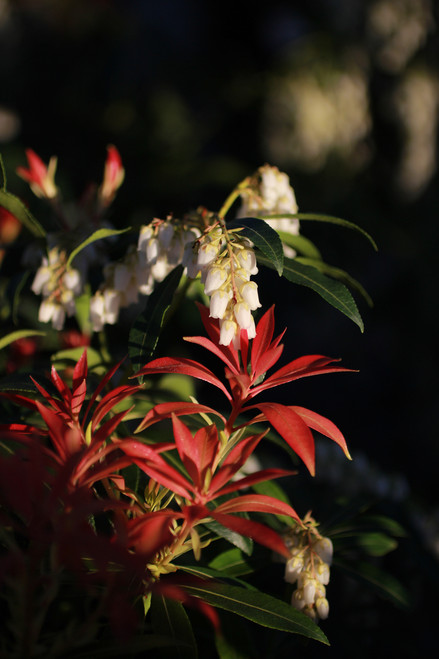 Pieris 'Forest Flame'