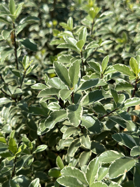 Pittosporum tenuifolium 'Marjorie Channon' foliage