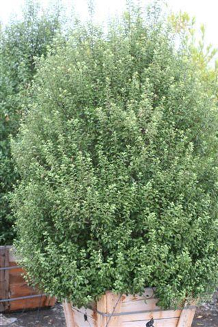 Pittosporum tenuifolium 24" box