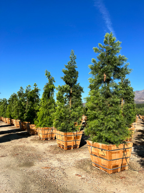 Podocarpus gracilior