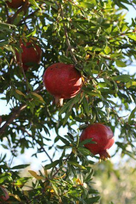Pomegranate 'Wonderful'