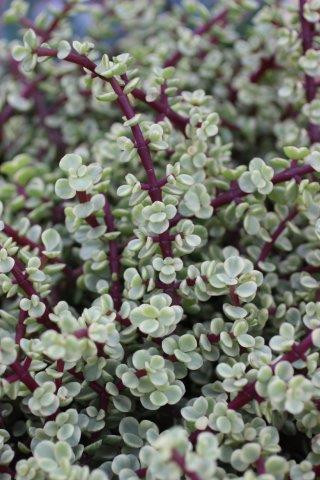 Portulacaria afra 'Variegata'