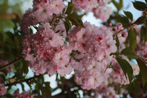 Prunus serrulata 'Kwanzan'