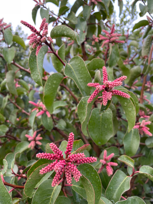 Rhus ovata