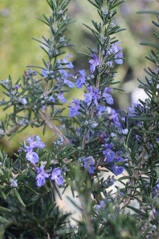 Rosmarinus officinalis 'Collingwood Ingram' - Devil Mountain Wholesale ...