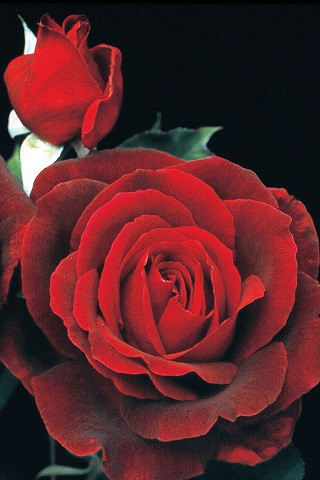 Plant Catalog - Roses - Page 2 - Devil Mountain Wholesale Nursery