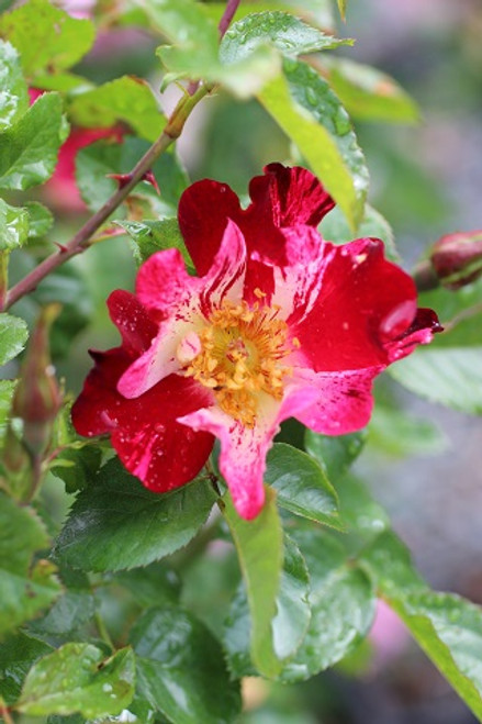 Rosa 'Fourth of July'