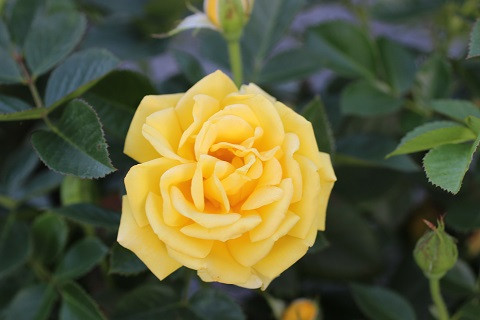 Rosa Shockwave (Floribunda) - Devil Mountain Wholesale Nursery