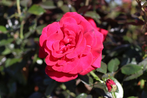 【love rose様】専用・赤360g×3≪リクエスト特割特価≫ Rosa Lasting Love® (Hybrid Tea) - Devil Mountain Wholesale Nursery