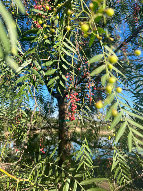 Schinus molle fruit