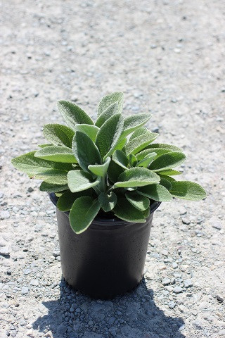 Stachys byzantina 'Helene von Stein' - Devil Mountain Wholesale