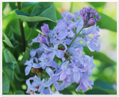 Syringa vulgaris 'Lavender Lady'