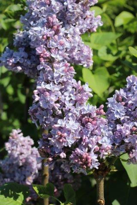 Syringa 'President Grevy'