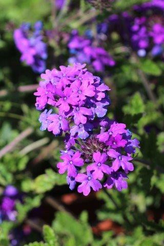 紫苺⑤ Verbena 'Homestead Purple' - Devil Mountain Wholesale Nursery