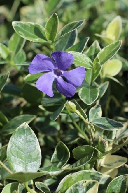 Vinca minor 'Sterling Silver'