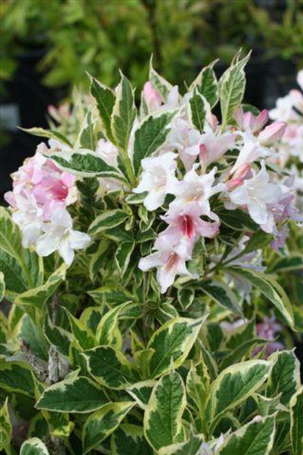 Image of Weigela longifolia shrub