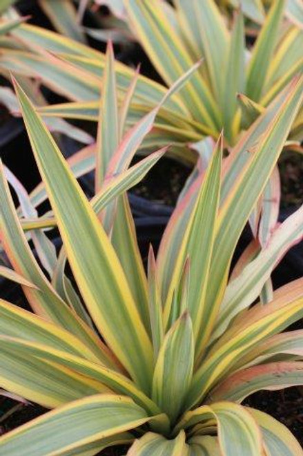 Yucca 'Bright Edge' - Devil Mountain Wholesale Nursery