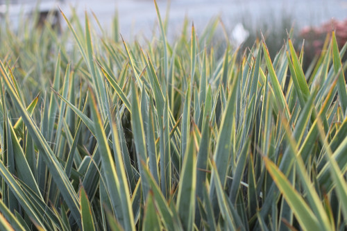 Yucca 'Bright Edge'