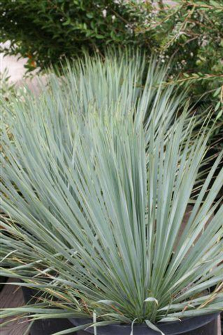 Yucca rostrata 'Blue Velvet'