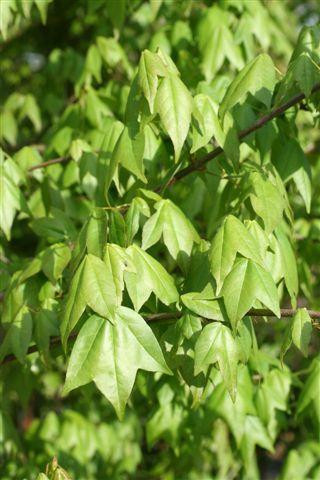 Acer buergerianum foliage