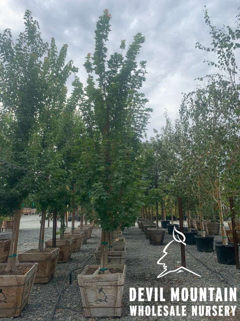 Acer Urban Sunset® - Devil Mountain Wholesale Nursery