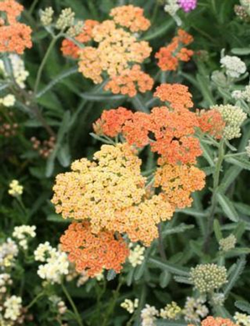 Achillea millefolium 'Terracotta'