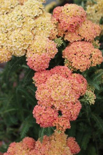 Achillea millefolium 'Salmon Beauty'