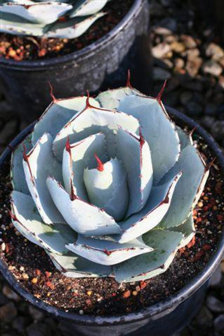 mania　jcラウルストン Agave parryi 'J.C. Raulston' | Agave parryi ssp huachuensis