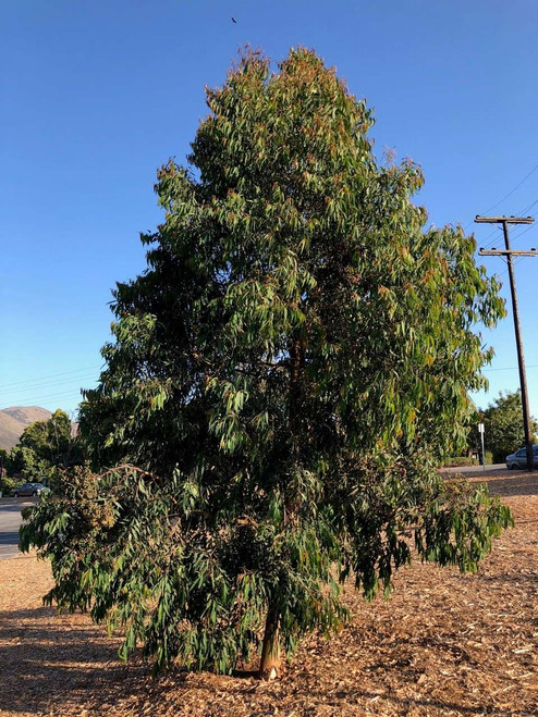 Angophora costata - Devil Mountain Wholesale Nursery