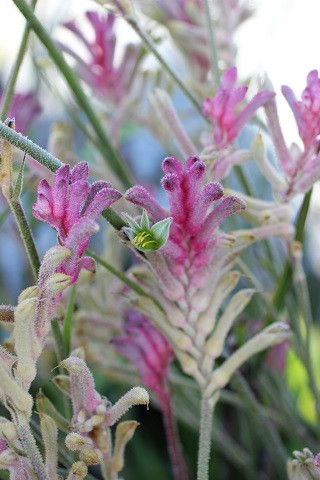 Plant Catalog - Strappy Leaf Perennials - Page 3 - Devil Mountain