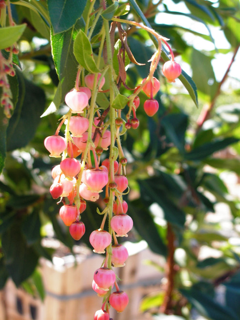 Arbutus 'Marina' flower