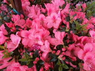 Azalea 'Pink Lace' (Pink/White) - Devil Mountain Wholesale Nursery