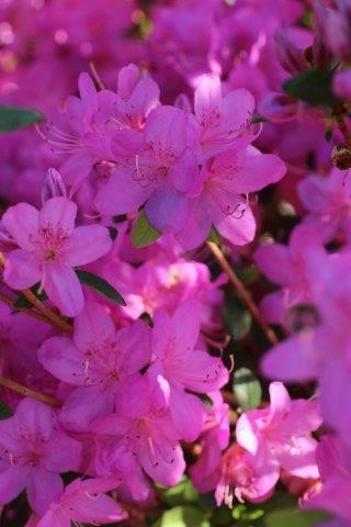 Azalea 'Sherwood Orchid' (Purple) - Devil Mountain Wholesale Nursery