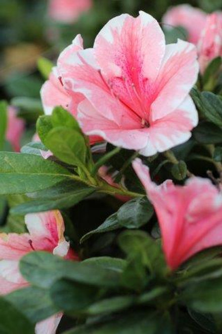 Azalea Encore® Autumn Sunburst® (Pink/White)