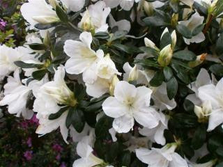 Azalea 'Fielder's White' - Devil Mountain Wholesale Nursery