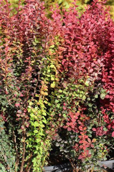 Berberis thunbergii 'Orange Rocket'