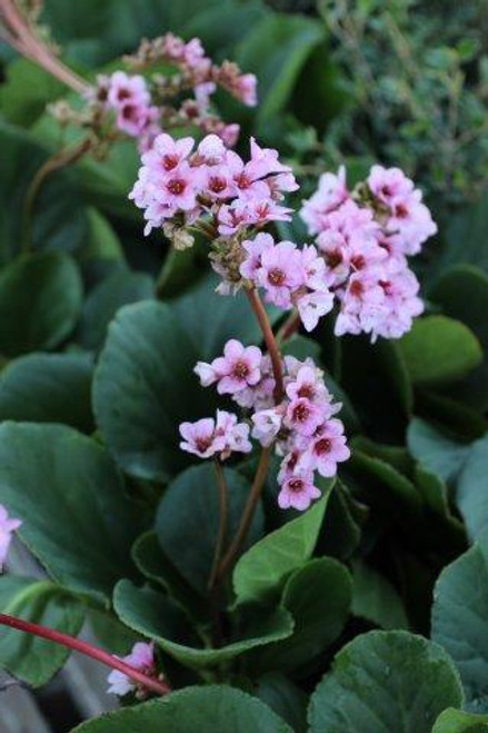Bergenia crassifolia (Pink)