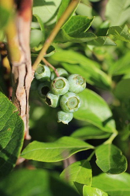 Blueberry 'Duke' Northern Highbush Early season