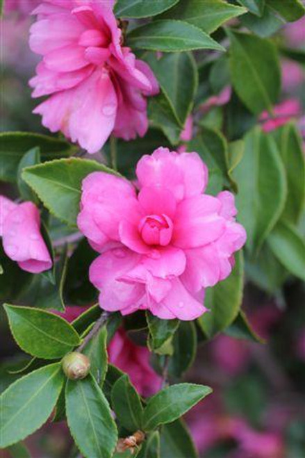 Camellia sasanqua 'Chansonette' (Pink)