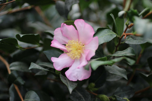 Camellia sasanqua 'Apple Blossom' (Light Pink/White) - Devil