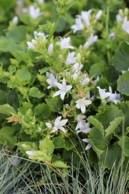 Campanula poscharskyana 'Alba'