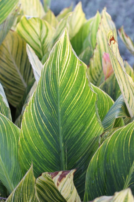 Canna 'Pretoria' / Bengal Tiger (Orange) - Devil Mountain