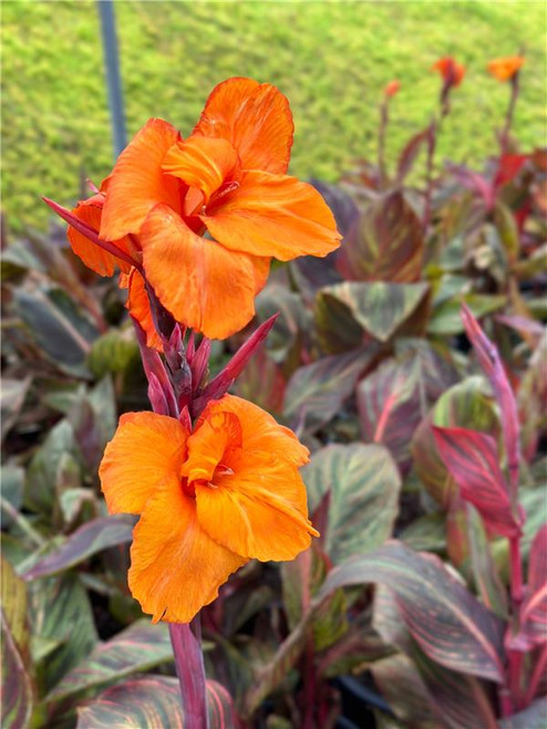 Canna 'Tropicanna' (Orange) - Devil Mountain Wholesale Nursery