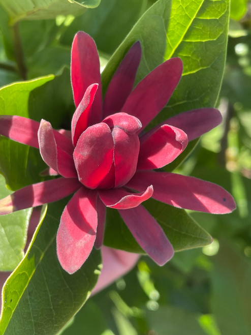 Calycanthus occidentalis